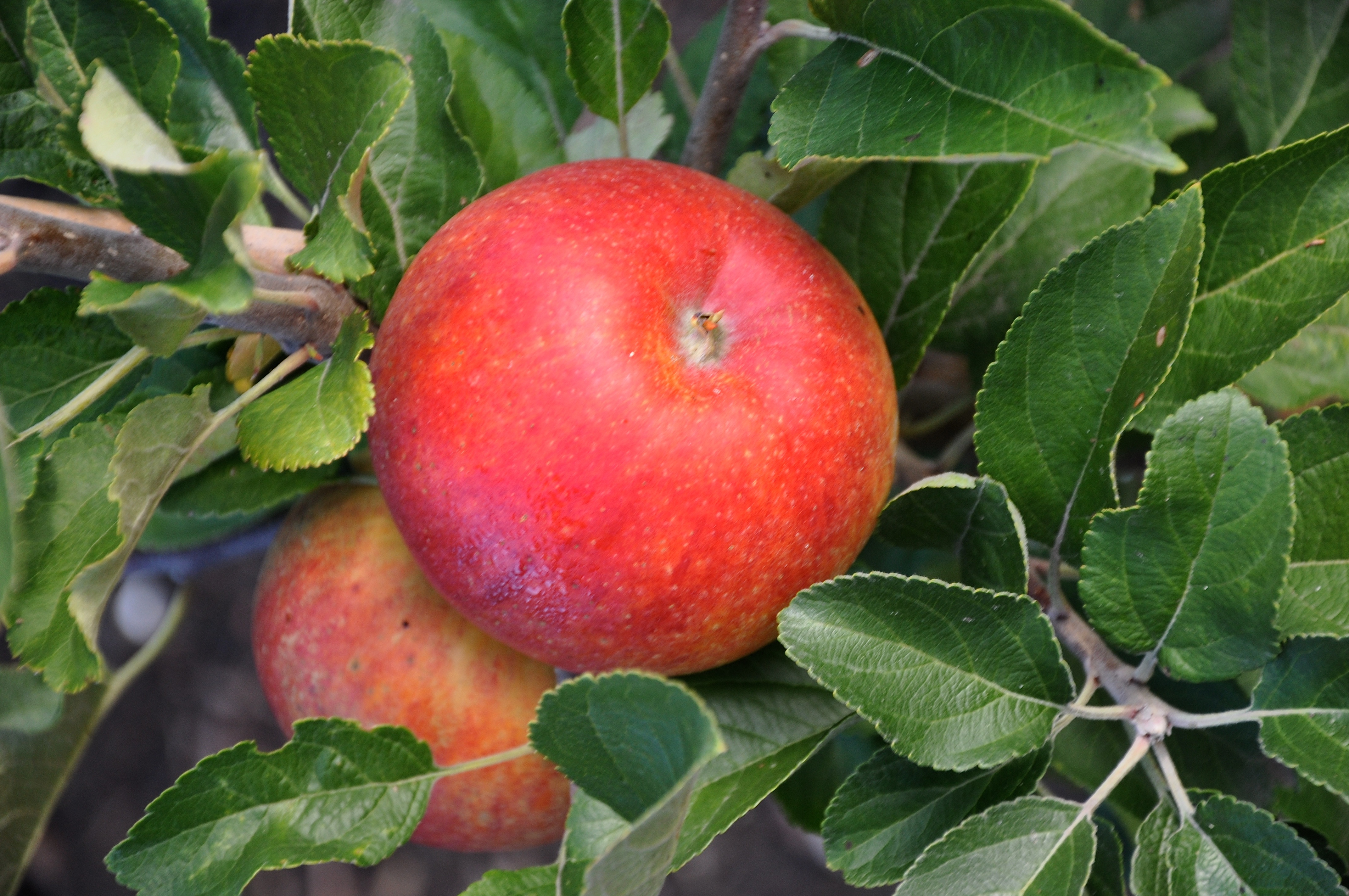 Une Pomme Intéressante, Inhabituelle Et étrange. Une Pomme Laide