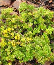 Abies balsamea 'Le Feber' habitus