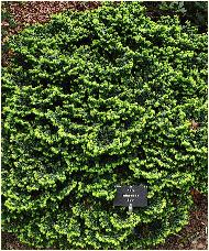 Abies balsamea 'Nana' feuillage de printemps