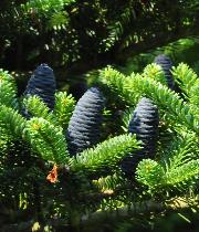 Abies koreana  'Blue Emperor' 