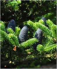 Abies koreana 'Blue Emperor' - Sapin de Corée - fruit