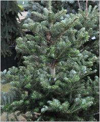 Abies koreana 'Molly' - Sapin de Corée