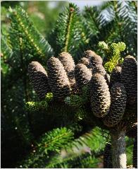 Abies koreana 'Silberkrause' - Sapin de Corée  - détail du fruit