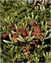 Abies koreana 'Silberlocke' - Sapin de Corée - fruit 