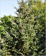 Abies koreana 'Silberlocke' - Sapin de Corée - fruit 