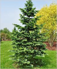 Abies lasiocarpa 'Argentea' - Sapin subalpin au port pyramidal,