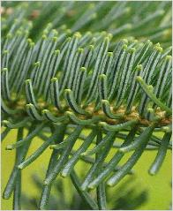 Abies lasiocarpa var.arizonica 'Glauca' - Sapin subalpin 