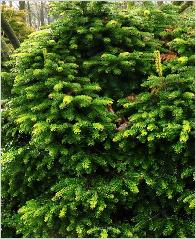 Abies nordmanniana 'Barabit's Compact' habitus