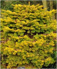 Abies nordmanniana 'Golden Spreader' habitus