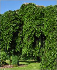 Abies nordmanniana 'Pendula' -Sapin de Nordmann,