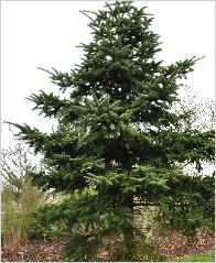 Abies numidica - Sapin d'Algérie , Sapin de Numidie 