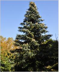 Abies pinsabo 'Kelleriis' - Sapin d'Espagne -fruit. 