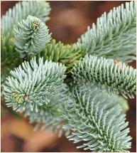 Abies procera 'Bizarro' closeup leaves