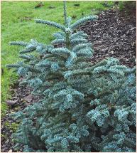 Abies procera 'Obrighofen' habitus