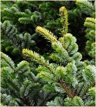 Abies veitchii 'Hedergott' detail bladeren