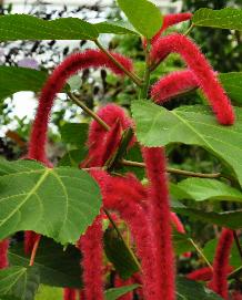 Acalypha hispida rode poezenstaart bloei 2