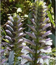 acanthusenphlomistuberoza