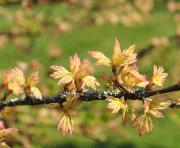 Acer campestre 'Carnival' young leaf closeup