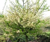 Acer campestre 'Carnival' habitus picture