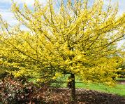 Acer campestre 'Postelense' habitus picture vn