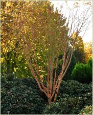 Acer conspicuum 'Phoenix' herfstkleuren - couleurs d'automne
