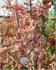 Acer conspicuum 'Red Flamingo overzichtfoto