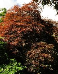 Acer dissectum nigrum habitus vn