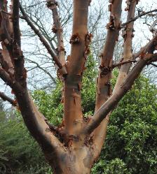 Acer griseum  location : Cambridge botanical garden