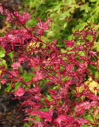 Acer palmatum 'Amagi Shigure' rodebladeren