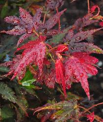 Acer palmatum 'Aratama' closeup