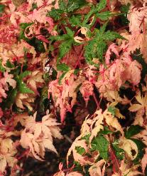 Acer palmatum 'Asahi Zuru'  au feuillage panaché