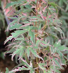 Acer palmatum 'BUTTERFLY' VNN