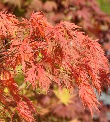 Acer palmatum dissectum