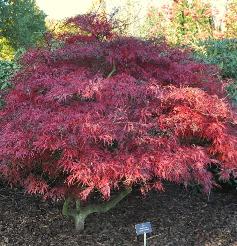 Acer palmatum dissectum Garnett herfstkleuren globalpicture