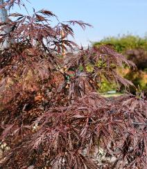 Acer palmatum dissectum 'Tamukeyana'