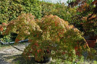 Acer palmatum dissectum viridis global habitus kleiner