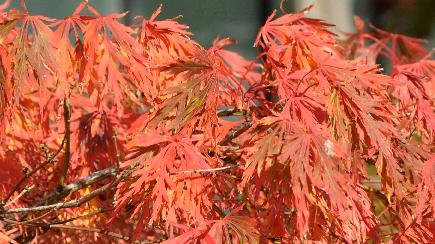 Acer palmatum dissectum viridis vnn detail