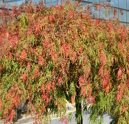 Acer palmatum dissectum viridis closeup