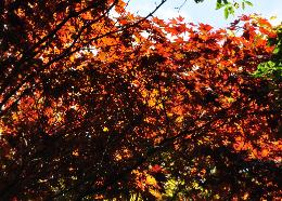 Acer palmatum 'Fireglow'  orange-red leaves