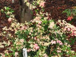 Acer palmatum 'Honoo' - feuilles panachées , érable du Japon