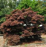 Acer palmatum nigrum habitus vnn2locEsveld