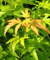 Acer palmatum 'Orange dream'  Erable du Japon 