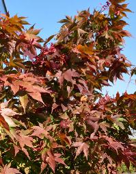 Acer palmatum 'Osakazuki' Erable du Japon