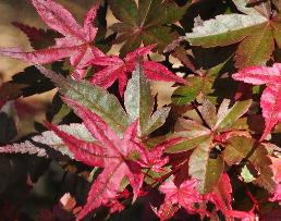 Acer palmatum 'Pink Star' - feuillage jeune au mois de mai