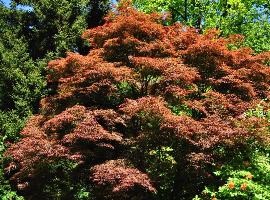 Acer palmatum scolopendrium rubrum habitusfoto2