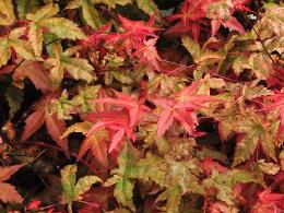 Acer palmatum 'Seigen Olsen'  Feuillage rouge en automne