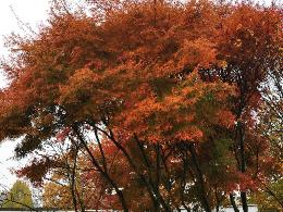 Acer palmatum 'Seiryu'  érable du Japon avec jolie feuillage d'automne