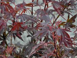 Acer palmatum 'Shaina' Erable du Japon , feuilles rouges