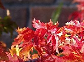 Acer palmatum 'Shishigashira'  Erable du Japon