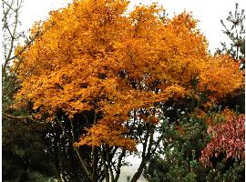 Acer palmatum ssp amoenum - couleur d'automne , habitus